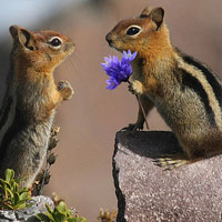 Sóc nhí tỏ tình ngày Valentine
