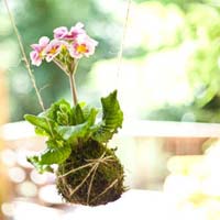 Hoa treo đẹp và độc