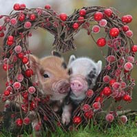 Giấc mơ của Heo!