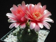 Nhà đẹp - 6 công dụng bất ngờ của cây cảnh trong nhà