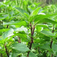 Húng quế có rất nhiều công dụng chữa bệnh. (Ảnh minh họa)