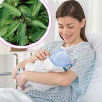 Rau đay tốt sữa cho sản phụ. (ảnh minh họa)