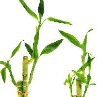 Tre xanh tượng trưng cho sự may mắn