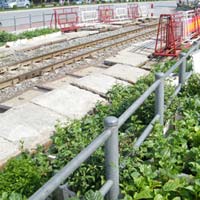 Rau trồng gần trên đường sắt (Ảnh minh họa)