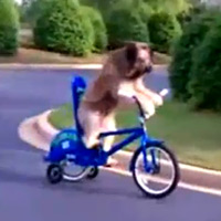 Chú chó đạp xe cực 'pro'. (Ảnh chụp từ clip).