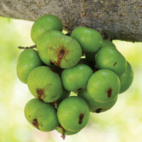 Quả sung tốt cho tiêu hóa