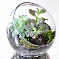 Khu vườn nhỏ xinh ai cũng mê