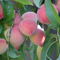 Ăn quá nhiều đào có thể gây ra bệnh tiêu chảy