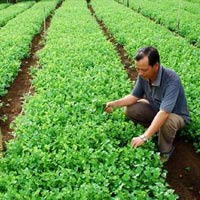 Rau quả nội sốt giá (Ảnh minh họa)