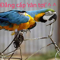 Chú Vẹt ganster
