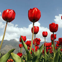 Hoa tulip