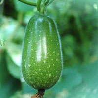 Bí đao giúp làm đẹp da và dáng.