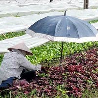 Người nông dân vất vả, rủi ro rình rập nhưng giá bán rau luôn ở mức rẻ bèo
