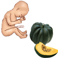 Thai nhi tuần 29 bằng khoảng quả bí.