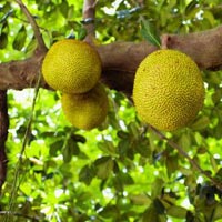 Tất cả các bộ phận của cây mít đều có giá trị sử dụng. (Ảnh minh họa)