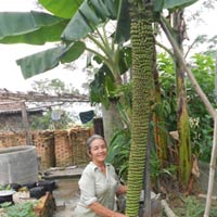 Buồng chuối trổ hơn 200 nải