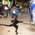 Tin tức - Tóm gọn kẻ đòi "thịt" Voọc quý hiếm