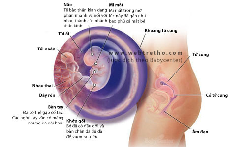 Nhật ký thai kỳ - Tuần thứ 7 - 1