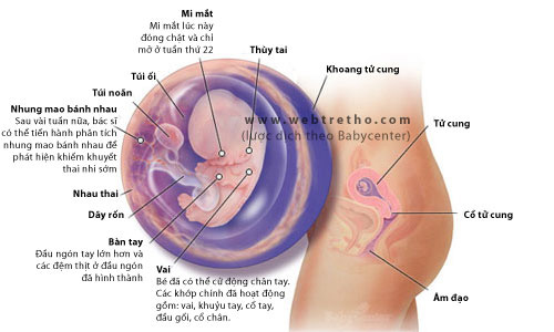 Nhật ký thai kỳ - tuần thứ 8 - 1