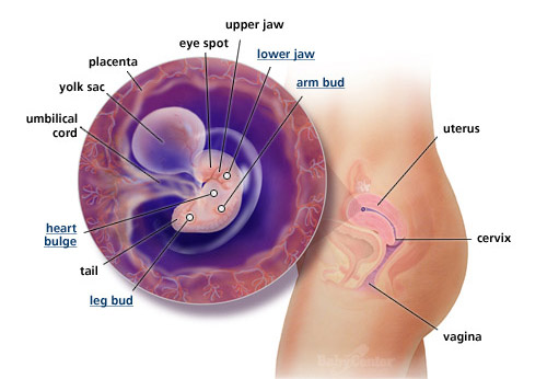 Sự phát triển của thai nhi: Tuần 6 - 1