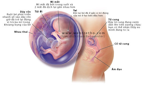 Nhật ký thai kỳ - tuần thứ 11 - 1