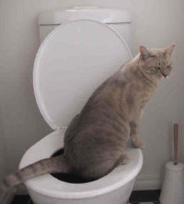 Mẹo huấn luyện mèo đi toilet - 1