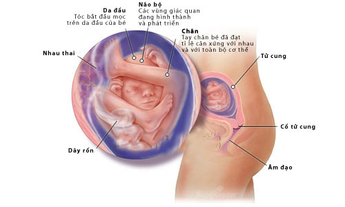 Nhật ký thai kỳ - Tuần thứ 18 - 1