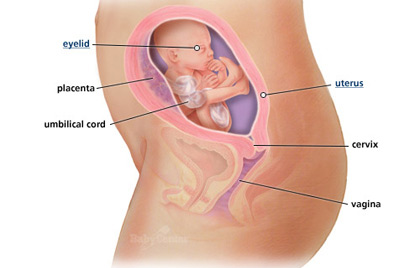 Sự phát triển của thai nhi: Tuần 21 - 1