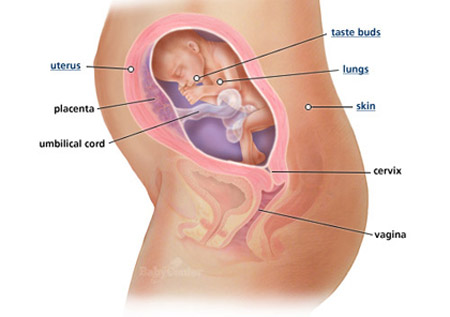 Sự phát triển của thai nhi: Tuần 24 - 1