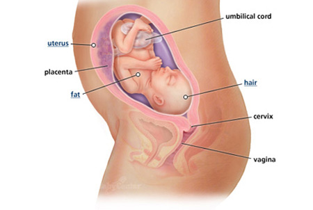 Sự phát triển của thai nhi: Tuần 25 - 1