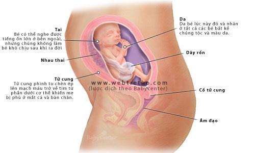 Nhật ký thai kỳ - Tuần thứ 22 - 1