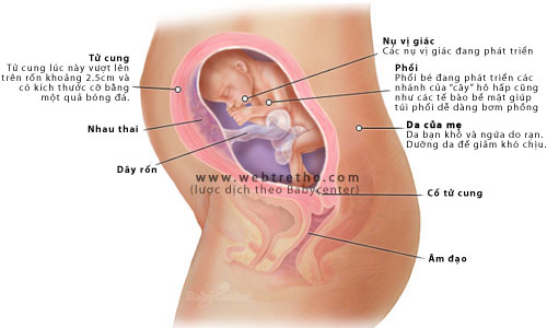 Nhật ký thai kỳ - Tuần thứ 23 - 1