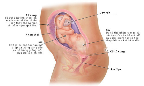 Nhật ký thai kỳ - Tuần thứ 24 - 1