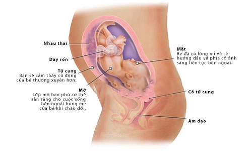 Nhật ký thai kỳ - Tuần thứ 27 - 1