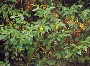 Món ăn - bài thuốc bổ trí não - 2