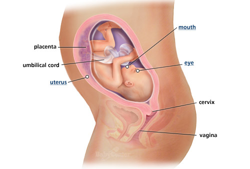 Sự phát triển của thai nhi tuần 27 - 1