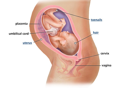 Sự phát triển của thai nhi tuần 32 - 1
