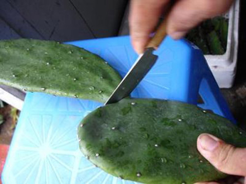 Các vị thuốc có tên “Rồng” - 1