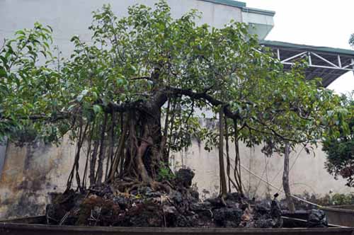 Điểm mặt thú chơi bạc tỷ của các đại gia Việt - 21