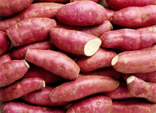 Công dụng của khoai lang vỏ đỏ ruột vàng - 1