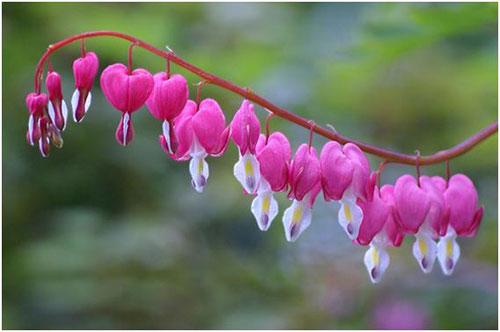 10 loài hoa đẹp nhất thế giới - 7