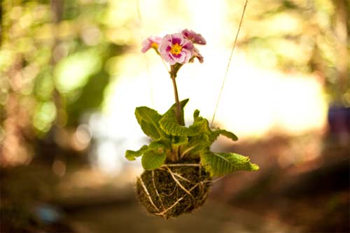 Khéo tay: Hoa treo độc đáo bên cửa sổ - 1
