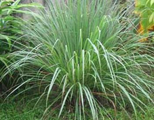 Cây sả trị rối loạn kinh nguyệt - 2