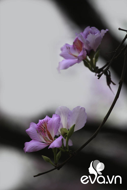Yêu lắm, mùa hoa ban đến... - 7