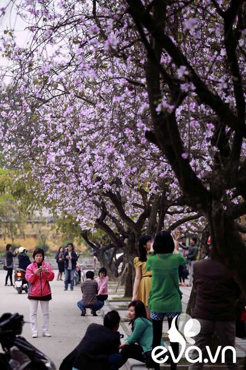 Yêu lắm, mùa hoa ban đến... - 1