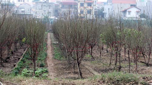 dao, quat, cay canh thoi kinh te lao dao - 1