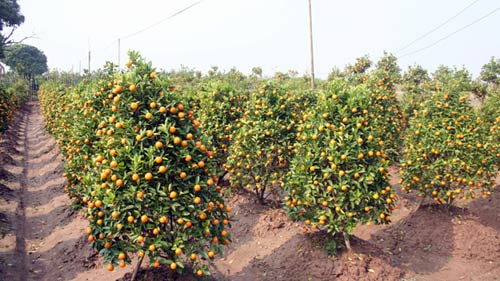 dao, quat, cay canh thoi kinh te lao dao - 2