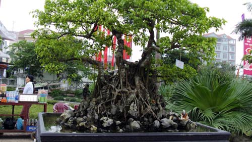 dao, quat, cay canh thoi kinh te lao dao - 3