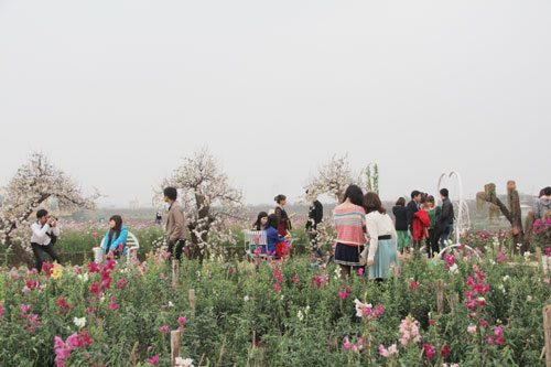 vuon hoa bach nhat hut khach ngay xuan - 2