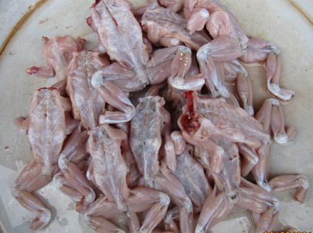 Có nên cho trẻ ăn thịt cóc - 1